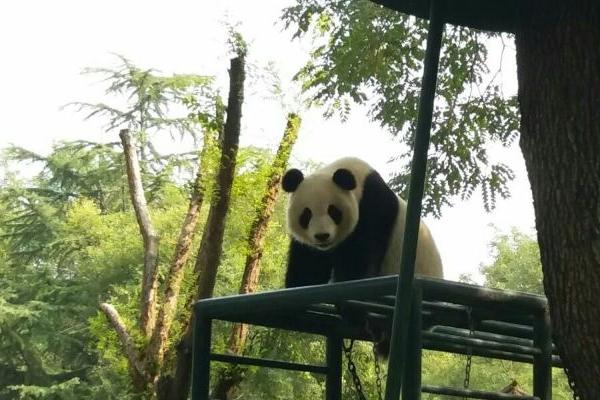 天津看大熊猫最佳地点