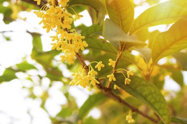 北京哪里可以看到桂花