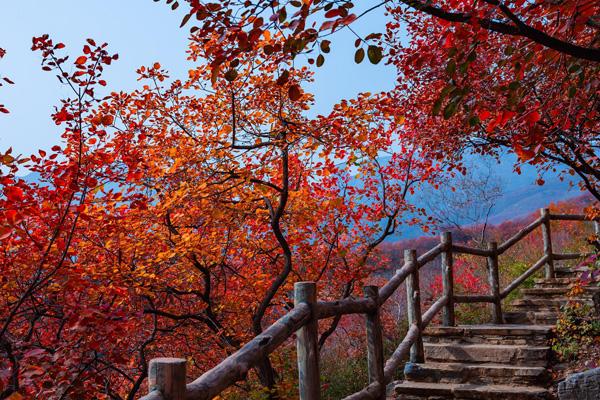 聊城附近哪有枫叶景点