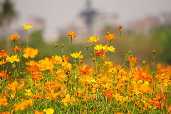 广州10月哪里有花海看