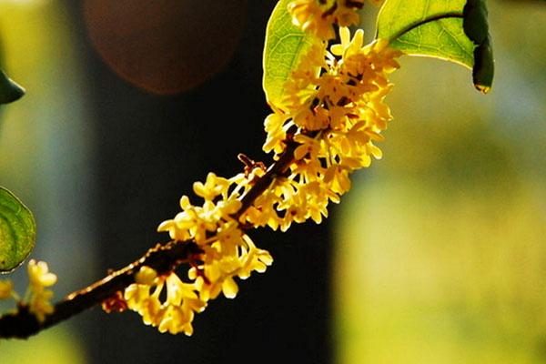 成都赏桂花哪些地方好