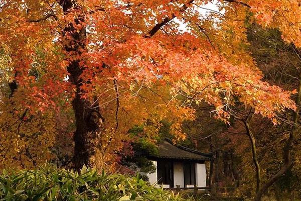 天平山红叶最美观赏点在哪