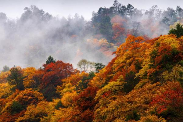 郴州赏桂花的地方在哪