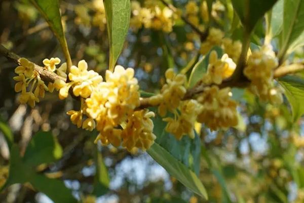 扬州桂花最佳观赏地点