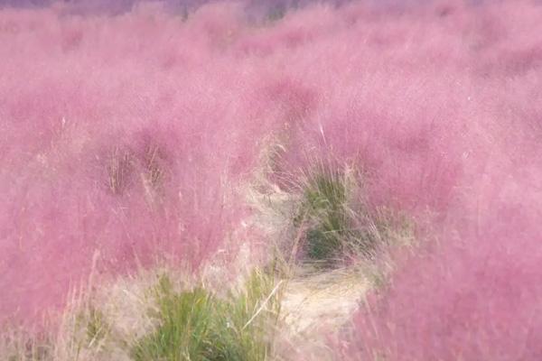 郑州粉黛花海在哪里