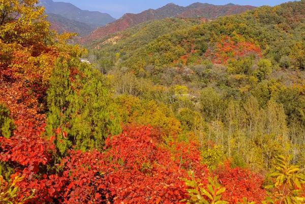 合肥三十岗看红叶最佳地点