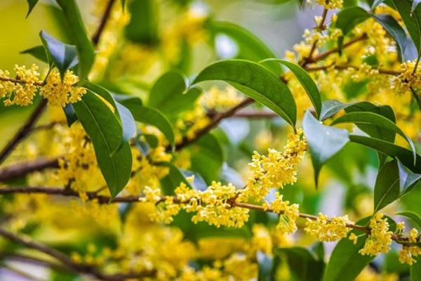 南京看桂花去哪里