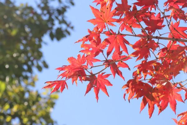 岳阳看枫叶的地方有哪些