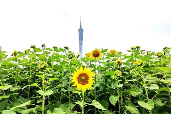 广州10月哪里有花海看