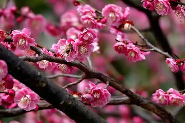 邢台哪里有梅花