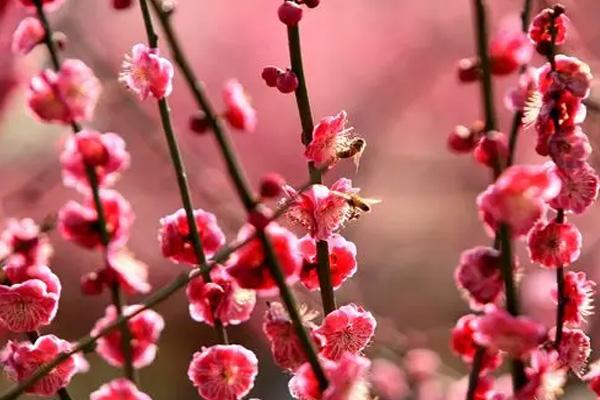 金华哪里可以看梅花