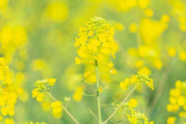 从化赏花有哪些地方