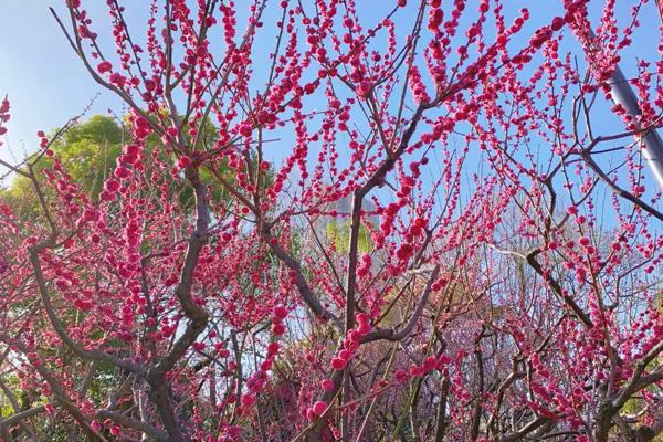 临沂哪里有梅花