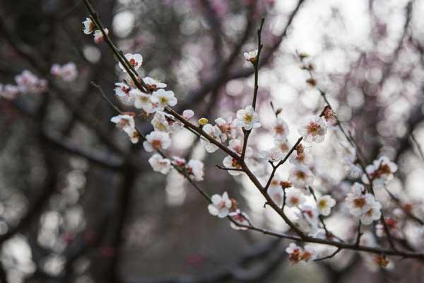 杭州孤山梅花开放时间