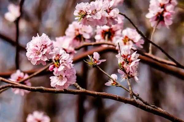 桂林哪里可以看桃花