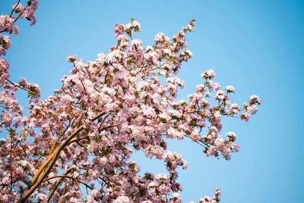 保定春季赏花地点有哪些