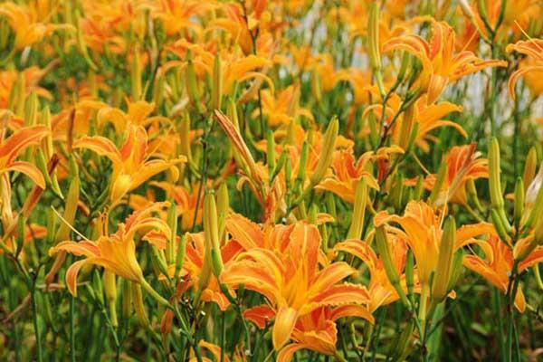 保定春季赏花地点有哪些