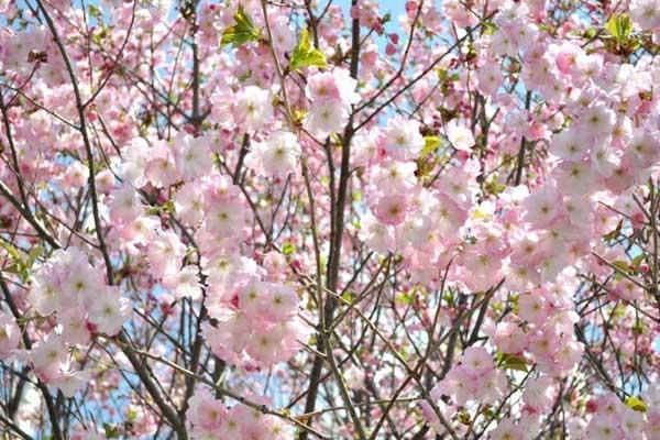 内江看桃花在哪里