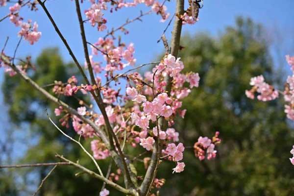 常德哪里看樱花最好