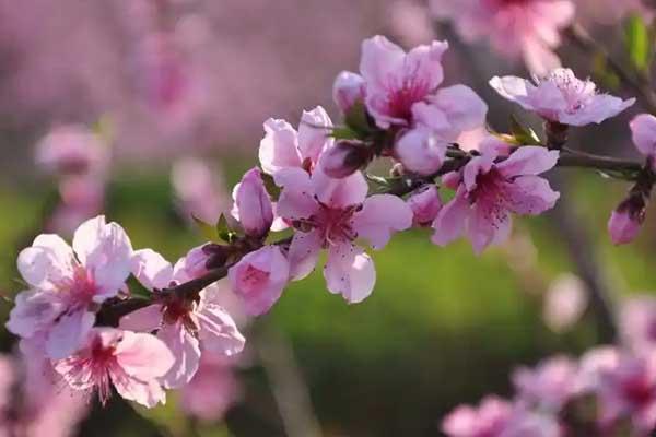 桂林哪里可以看桃花