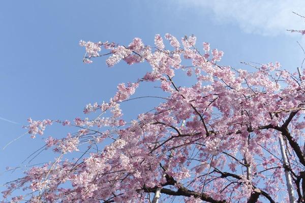 徐州哪里樱花好看