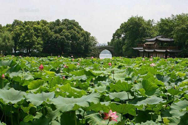 曲院风荷