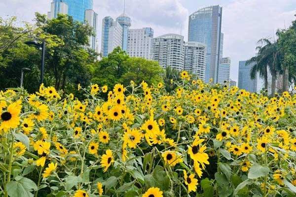 海口看花的地方有哪些