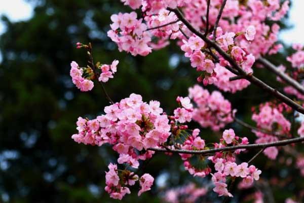 从化赏花有哪些地方