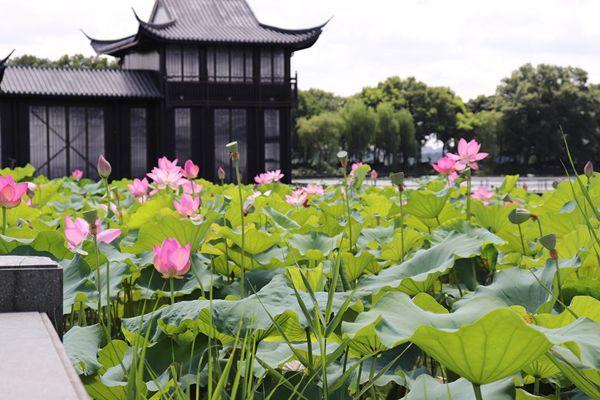 曲院风荷旅游攻略-门票价格-景点信息