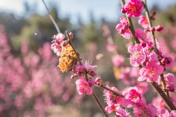 临沂哪里有梅花