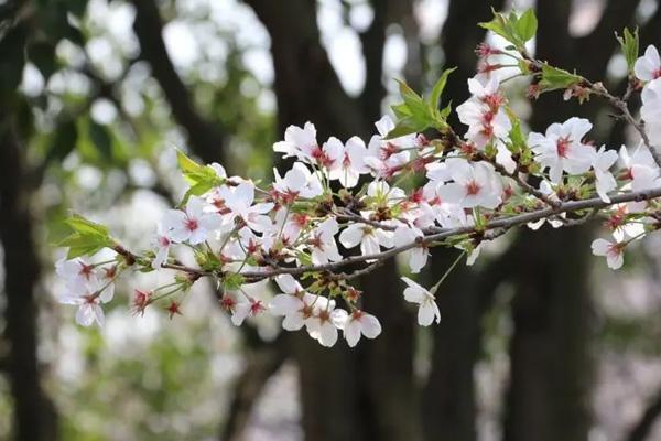 徐州哪里樱花好看