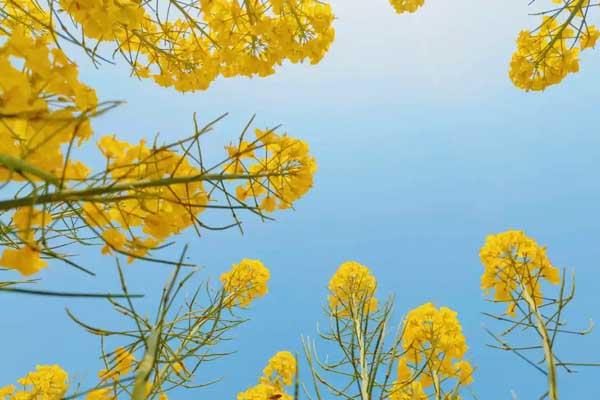 桂林市哪里有油菜花看