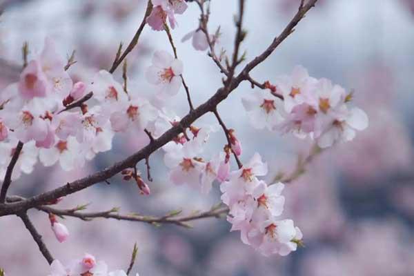 内江看桃花在哪里