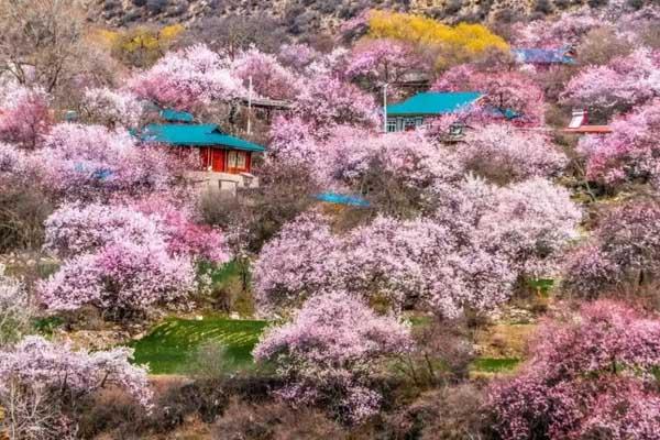 林芝去哪看桃花