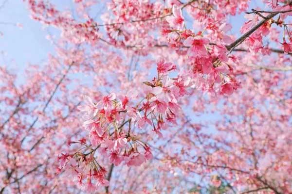 漳州樱花哪里看