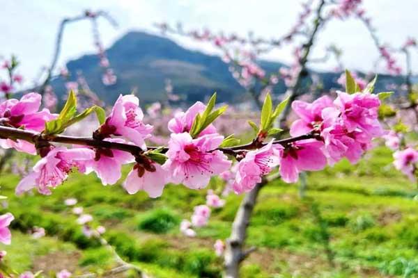 重庆看桃花攻略最佳地点