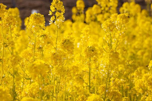2025汉中油菜花节时间 附最佳观赏路线