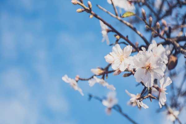 石家庄哪里看樱花最好