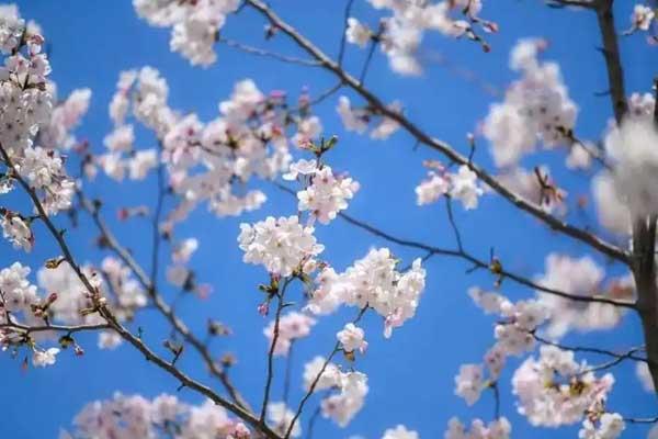 衡阳赏樱花的地方(衡阳哪里可以摘樱桃)
