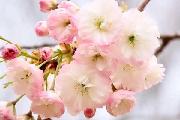 宜昌赏樱花地点有哪些