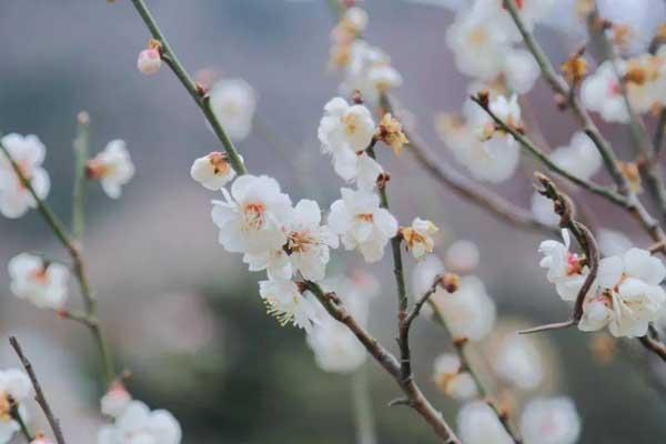 唐山赏梅花景点有哪些