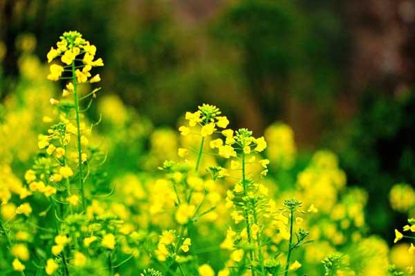 株洲赏油菜花的地方在哪