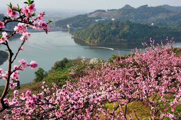 成都哪里有看桃花的地方