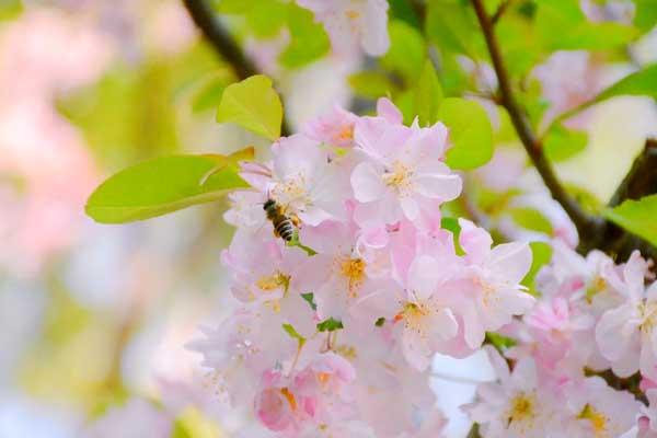 成都哪里有海棠花