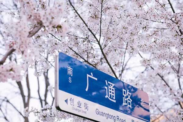 潍坊赏樱花的地方