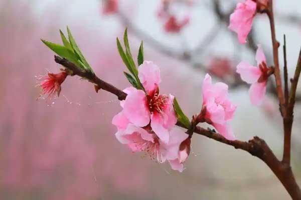 邯郸看桃花去哪里好