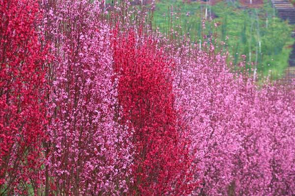 石家庄去哪里看桃花