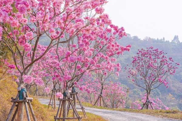 厦门赏樱花的地方推荐