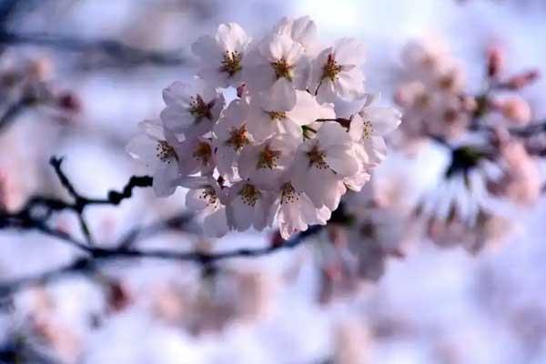 衡阳赏樱花的地方