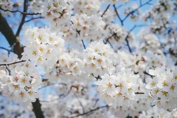 益阳哪里有樱花看